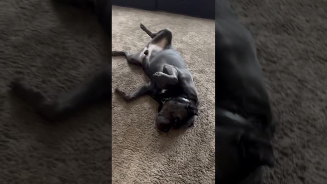 🤣🤣🤣#tttt #cane #canecorso #канекорсо #canecorsoitaliano #канекорсоитальяно смотреть онлайн