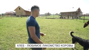 Как правильно общаться с коровой | Чем кормить корову и как гладить?