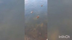 #Речнойвокзал #Усть_каменогорск На речном трамвайчике