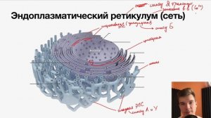 2.35. Эндоплазматическая сеть (ретикулум) | Цитология к ЕГЭ | Георгий Мишуровский