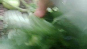 Сравнение сортов "Монгольский карлик" и " Монгол карлик"