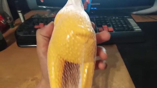 Кричащий цыпленок,Курица с AliExpress
