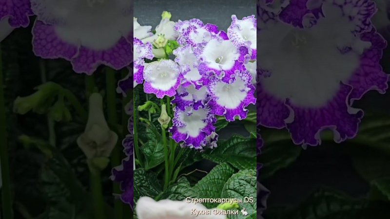 Стрептокарпусы селекции DS. Коллекция КУХНЯ ФИАЛКИ .