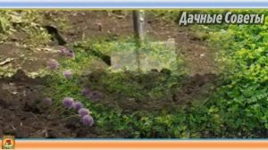 Вот ПОЧЕМУ к зиме НЕЛЬЗЯ ОСТАВЛЯТЬ на грядках ни сорняки ни сидераты Дачные СОВЕТЫ и рекомендаци