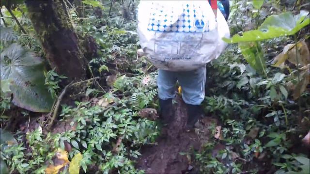 Guajalito Field Trip Botany USFQ 4K GoPro-5HERO смотреть онлайн