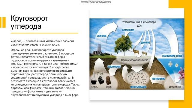 9 класс. Биохимический круговорот как основа существования биосферы смотреть онлайн