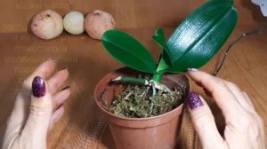 Орхидея Детки на цветоносах орхидеи Как правильно отделить и посадить Размножение орхидеи Фаленопси