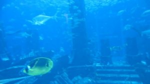 Atlantis The Palm 5*  ДУБАЙ (ОАЭ) Океанариум в отеле