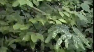 1998.08.14 ДОБЫЧА ЖЕНЬ-ШЕНЯ в КИРОВСКОМ РАЙОНЕ Приморского края КОРЕНЬ ЖИЗНИ в ТАЙГЕ видео 5 минут