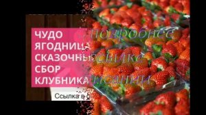 купить клубнику хуми гранде