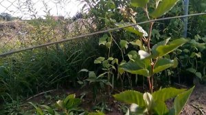 Ежевика, сорт Блек Меджик. Ремонтантный. 22.08.17.