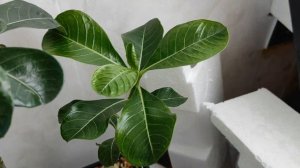 ? Адениумы ? Переезд на балкон #адениум #bonsai #adenium