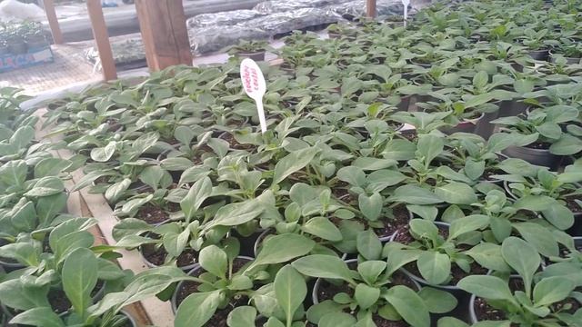 Рабочие будни в теплице .Всхожесть семян томатов смотреть онлайн