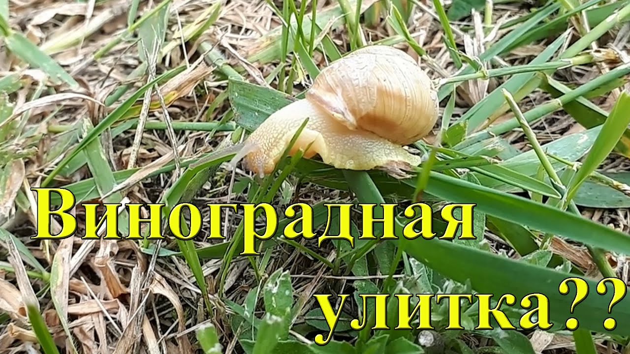 Виноградная улитка на даче