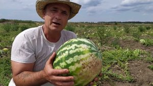 КАК 100% ВЫБРАТЬ ИДЕАЛЬНЫЙ,  СПЕЛЫЙ И КАЧЕСТВЕННЫЙ АРБУЗ, на что надо обращать внимание.