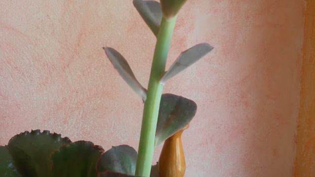 Echeveria ''Red Ruffles" смотреть онлайн