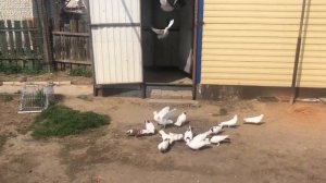 Различия армянских и бакинских голубей