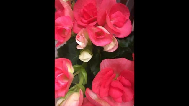 ?Pretty Spring tulips,Bouton de Rose Double Begonia flowers and primrose houseplants? смотреть онлайн