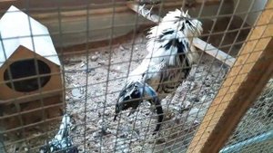 ТОВУК БОКИШ ДЭКАРАТИВНИ ТОВУҚЛАР ВА БАЛИҚЛАР