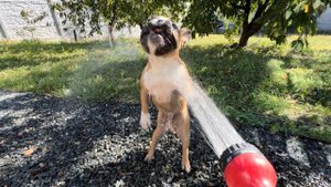 Елисей - водный маньяк  Ну не возможно что-то полить !