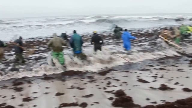 Начало сезона.Балтийское море. Ловцы Янтаря на сачок.