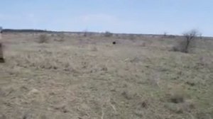 Вахтельхунд Рон натаска в Крыму.