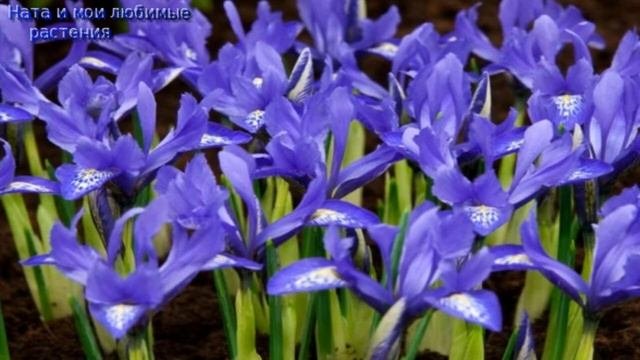 Всем любителям растений// Самые интересные и вдохновляющие легенды о цветах !