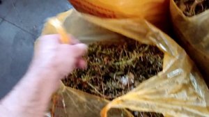 Созрел сорт винограда Ркацители. Ньюансы переработки.