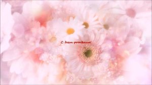 Букет из алых роз