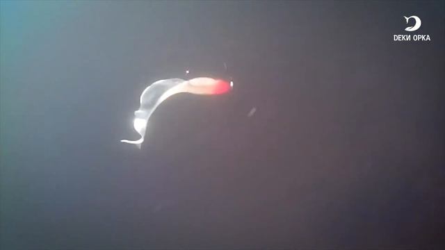 Силиконовая приманка РУСАЛКА.  Рыбалка с Deki Orka рыболовные снасти