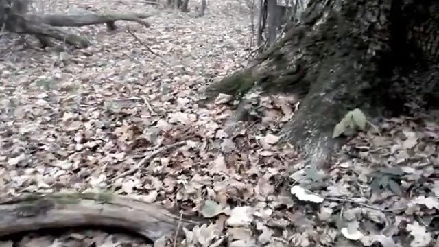 Грибы Веселки поздней осенью. Рядовка дымчато-серая и Ложные белые рядовки.
