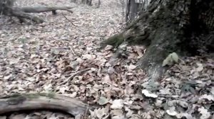Грибы Веселки поздней осенью. Рядовка дымчато-серая и Ложные белые рядовки.