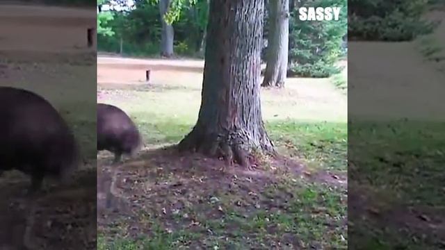 я в деревне и мои жывотные когда меня нет и им скучно