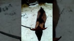 Какую породу коз лучше разводить в своем хозяйстве????