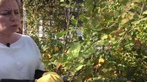 ОБРЕЗАЕМ КРЫЖОВНИК ПРАВИЛЬНО! ТОНКОСТИ И СЕКРЕТЫ!!