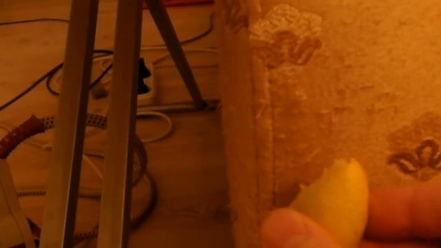 Как отучить кота или  кошку  драть мебель.