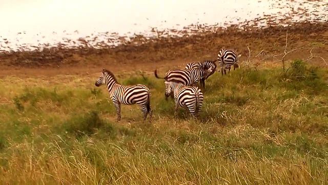 GUIDING activities that very interesting by SAMSON driver guide смотреть онлайн