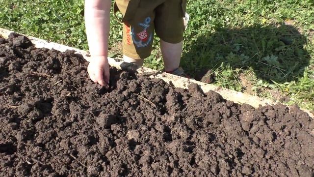 Сажаем семена фасоли смотреть онлайн