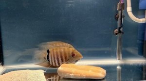 Цихлазомы северум / Северум моутбридер / Северум краснобрюхий / Cichlasoma severum