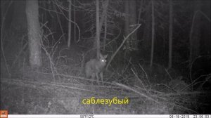 Сибирская кабарга. Съемка Иркутская область.