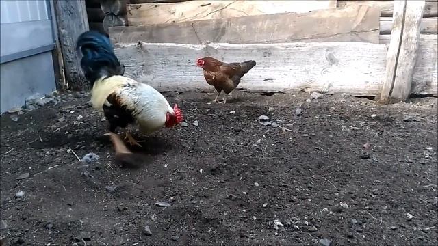 Петух в деревне. Петух кукарекает. Жизнь петуха