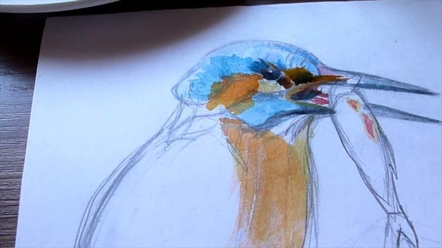 Рисуем акварелью зимородка!  Акварель для начинающих поэтапно. Speedpaint sketching watercolor