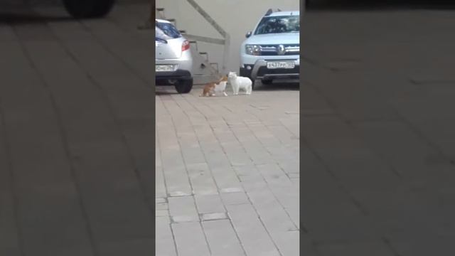 #1.,,приколы про животных и людей" Коты начали драться из за одной кошки!!😂😂😂 смотреть онлайн