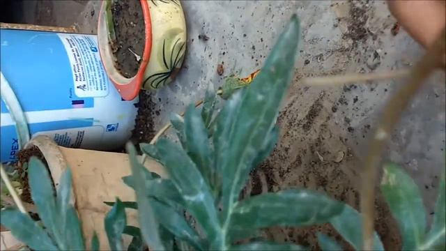 some facts about gazania (hindi/urdu) смотреть онлайн