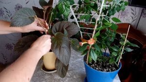 Бесплатная опора для комнатных растений.Просто сходить не в магазин, а на природу)