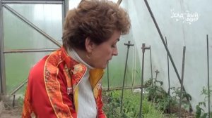 Почему у томатов опадают цветы и завязи. Сайт "Садовый мир"