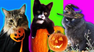 ХЭЛЛОУИН | Самые смешные видео с животными 2022 | Смешные видео с котиками