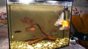 Аквариум с Золотой рыбкой на 60 литров