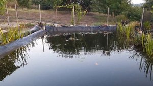 ?? ПРУД ИЗ ТЕПЛИЧНОЙ ПЛЁНКИ  / 120 микрон