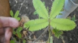 Мимоза стыдливая (Mimosa pudica) складывает листья в ответ на прикосновения!